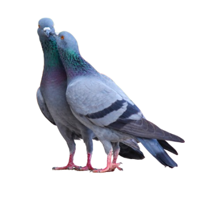 Untitled_design-removebg-preview