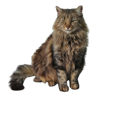 Untitled_design__1_-removebg-preview (1)